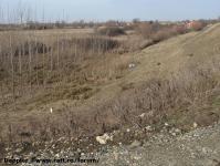Imagine atasata: Bega - 2015.01.17 - 142.jpg